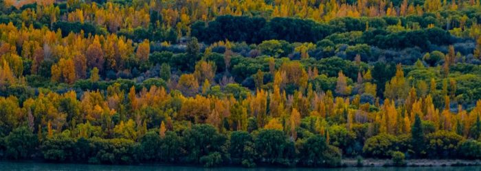 header